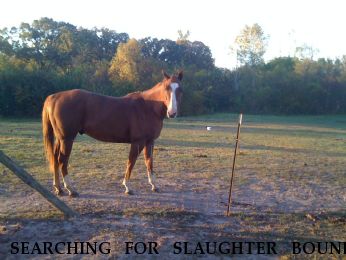 SEARCHING FOR SLAUGHTER BOUND HORSE Rio , Near Grant City, MO, 64459